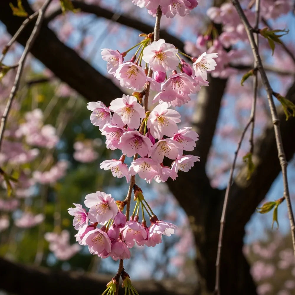5ft Weeping Yoshino Cherry Blossom Tree | Prunus Yedoensis | Bare Root | 2 Years Old