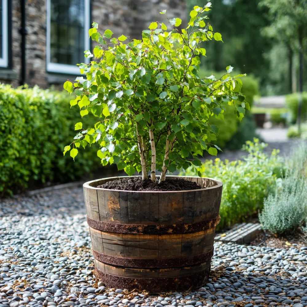 #65cm(D) x 45cm(H)
#Rustic