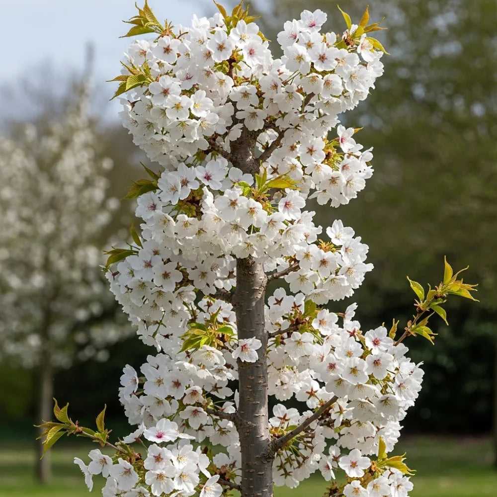 5ft White Columnar Cherry Blossom Tree | Prunus 'Spire' | 9L Pot | 2 Years Old