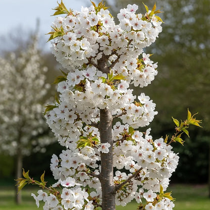5ft White Columnar Cherry Blossom Tree | Prunus 'Spire' | 9L Pot | 2 Years Old