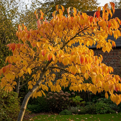 4ft White Flowering Dogwood Tree | Cornus florida 'Autumn Gold' | 4.5L Pot