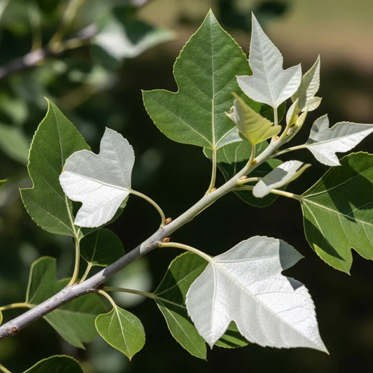 80-100cm White Poplar Hedging | Populus alba | Bare Root