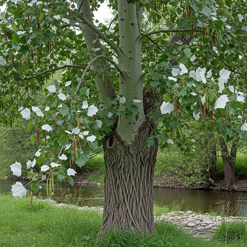 5ft White Poplar Tree | Populus alba | Bare Root | 2 Years Old