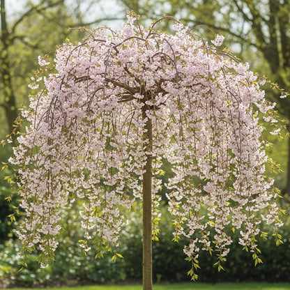 5ft White Weeping Cherry Blossom Tree | Prunus yedoensis 'Shidare Yoshino' | Bare Root | 2 Years Old