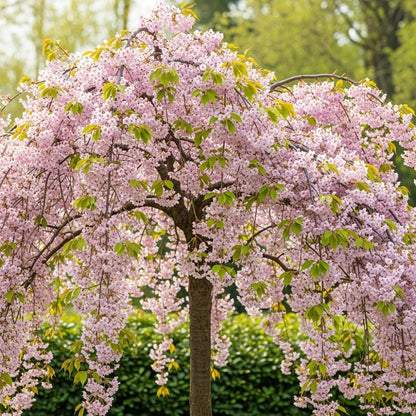 5ft White Weeping Cherry Blossom Tree | Prunus yedoensis 'Shidare Yoshino' | Bare Root | 2 Years Old