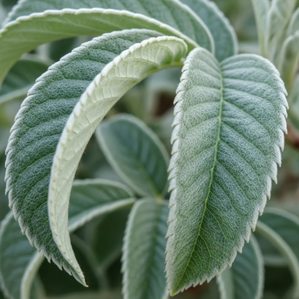 5ft Whitebeam Tree | Sorbus aria 'Lutescens' | Bare Root | 2 Years Old