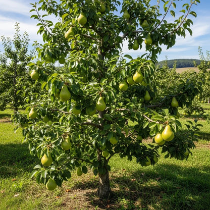 6ft Half-Standard 'Green Williams' Mature Pear Tree | 6/8cm Girth | Grown in 20L Airpot