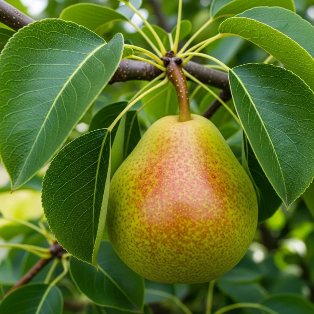 5ft 'Green Williams' Pear Tree | Bare Root | 2 Years Old