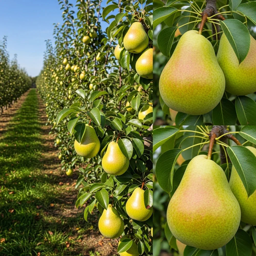 6ft Half-Standard 'Green Williams' Mature Pear Tree | 6/8cm Girth | Grown in 20L Airpot