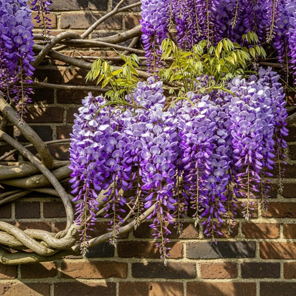Japanese Wisteria | Wisteria floribunda 'Black Dragon'