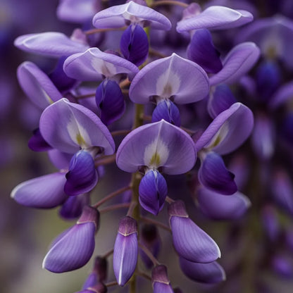 2ft Grafted Japanese Wisteria | Wisteria floribunda 'Black Dragon' | 2L Pot