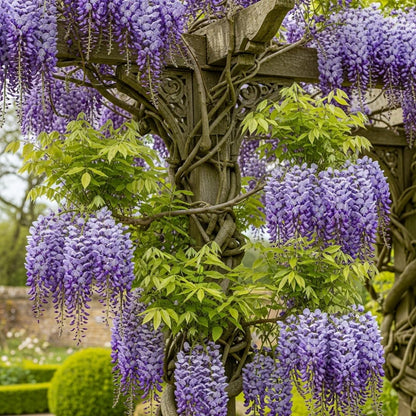 2 Japanese Wisteria | Wisteria floribunda 'Black Dragon' | 2L Pots