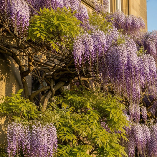 2 Japanese Wisteria | Wisteria floribunda 'Macrobotrys' | 2L Pots