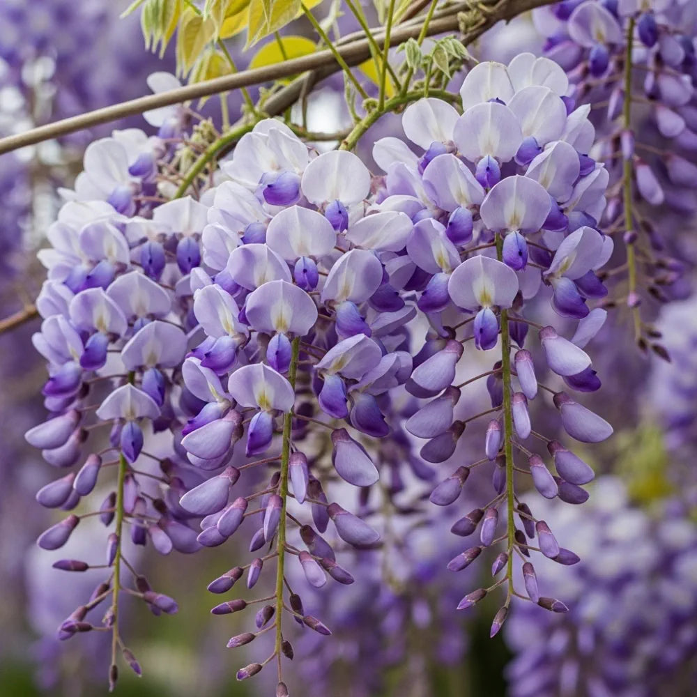 Wisteria 'Lavender Lace'
