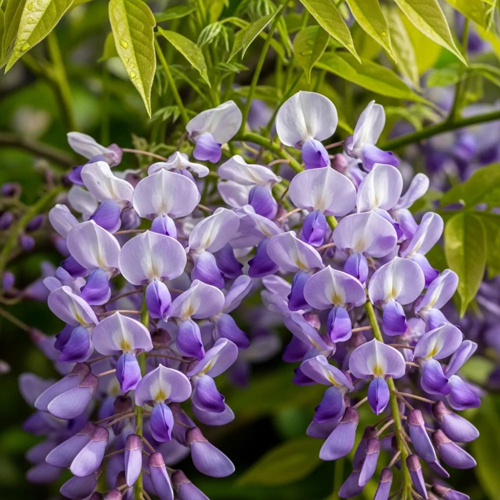2ft Grafted Wisteria 'Lavender Lace' | 2L Pot