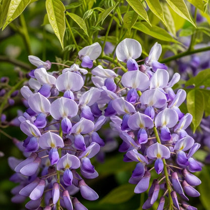 Wisteria 'Lavender Lace'