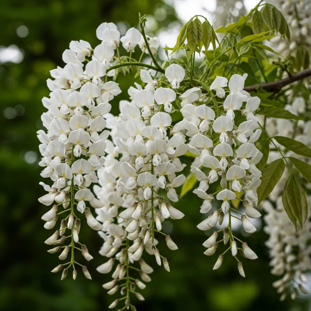6ft Grafted White Wisteria | Wistetia sinensis 'Alba' | 10L Pot