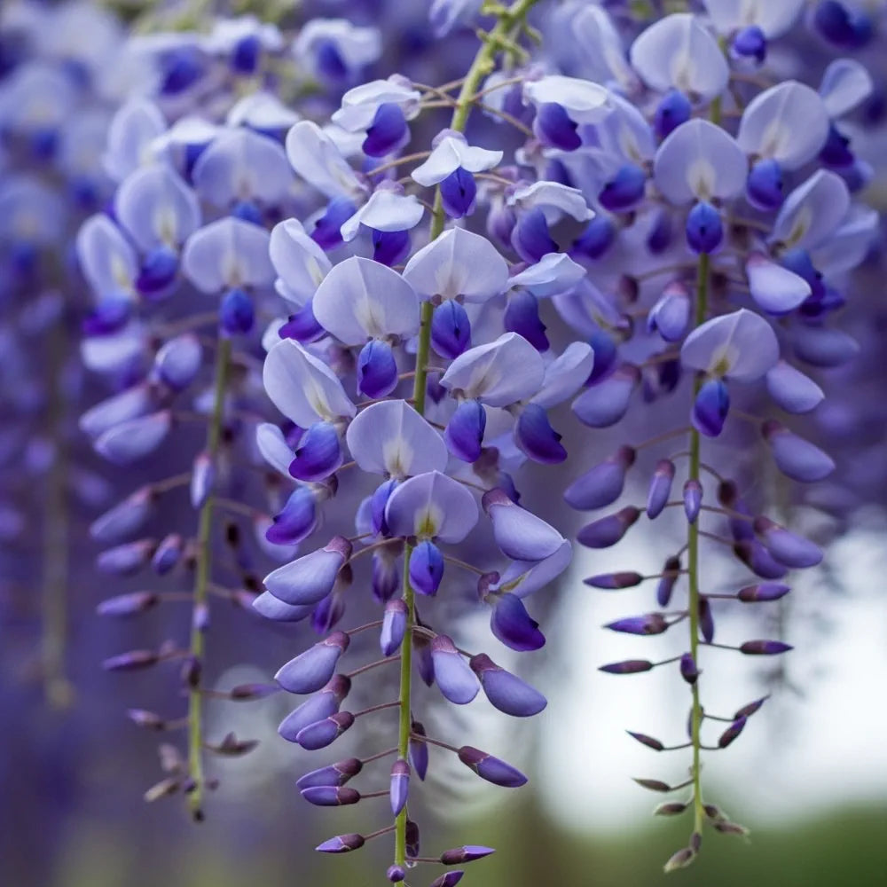 2 Chinese Wisteria | Wisteria sinensis 'Blue Sapphire' | 2L Pots