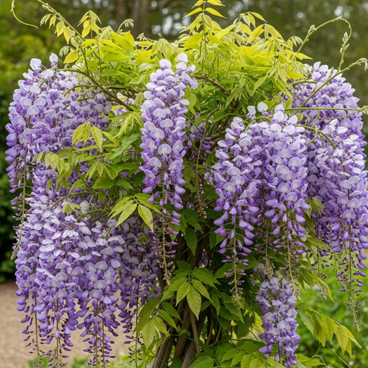 Chinese Wisteria | Wisteria sinensis | 2 * 6ft Grafted Plants in 9L Pots