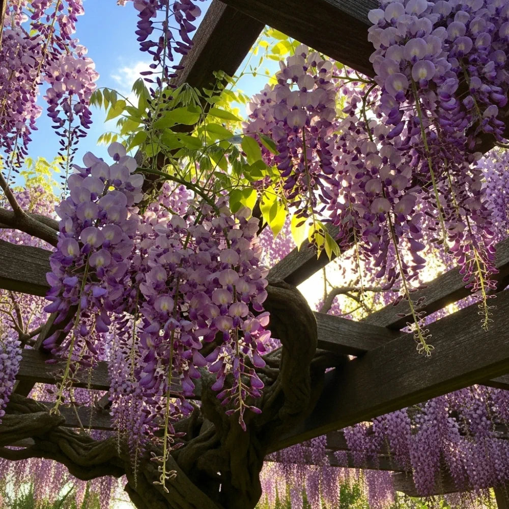 2ft Grafted Chinese Wisteria | Wisteria sinensis | 2L Pot