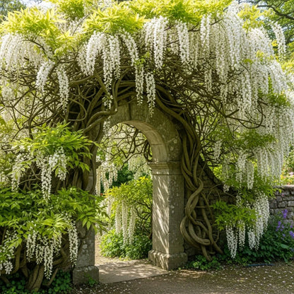 4 White Japanese Wisteria | Wisteria floribunda 'Alba' | 2L Pots