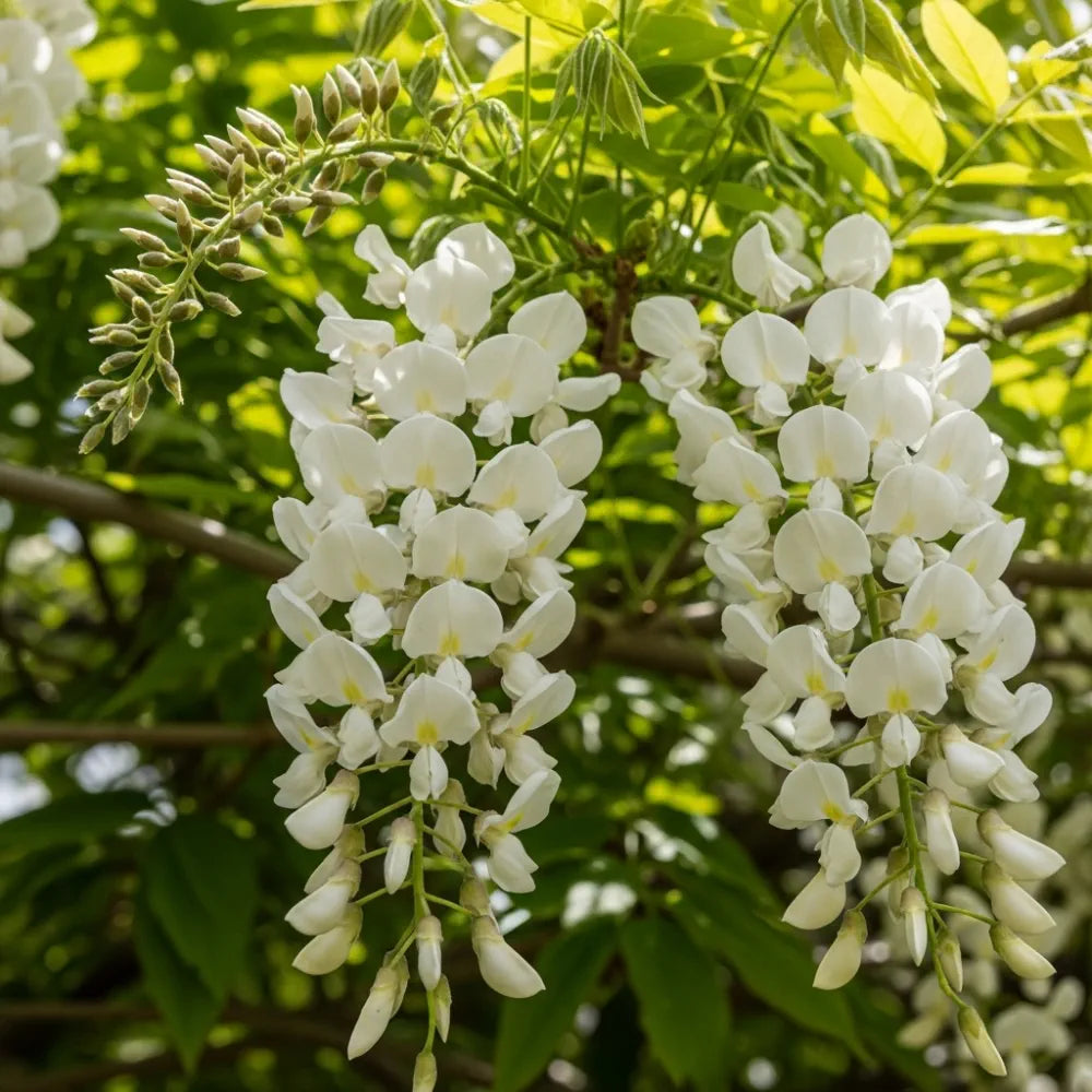 4 White Japanese Wisteria | Wisteria floribunda 'Alba' | 2L Pots