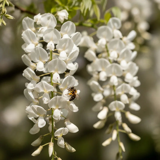 2 White Japanese Wisteria | Wisteria floribunda 'Alba' | 2L Pots