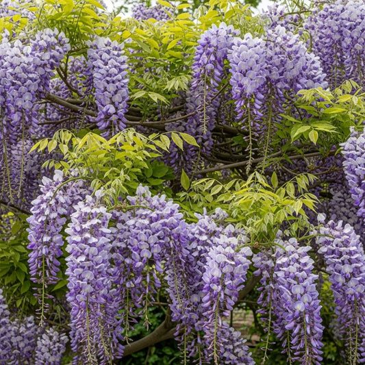 Japanese Wisteria | Wisteria floribunda 'Multijuga'