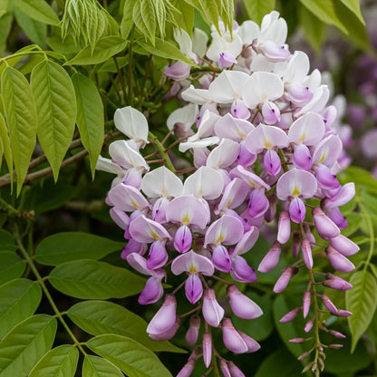 2 Wisteria Floribunda 'Rosea' | 3L Pots
