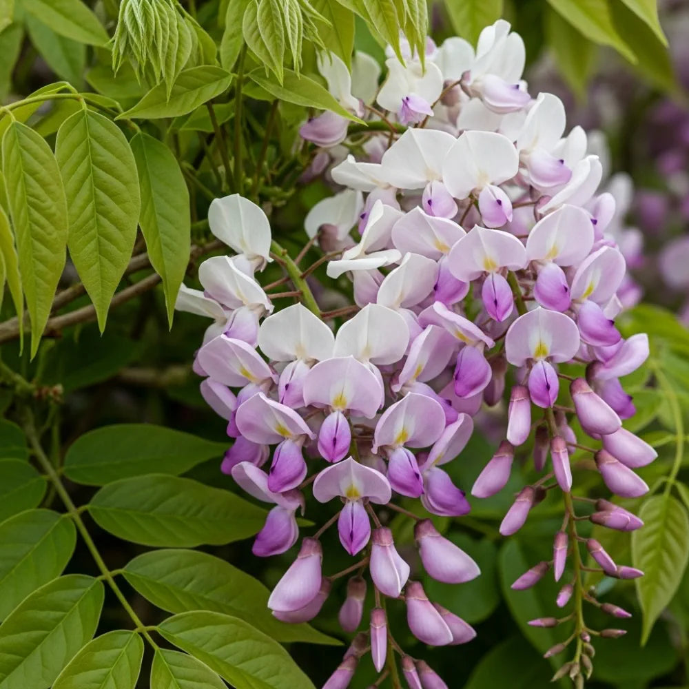 Wisteria Floribunda 'Rosea'