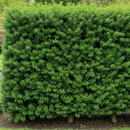 3ft Common Yew Tree | Taxus baccata | 4.5L Pot