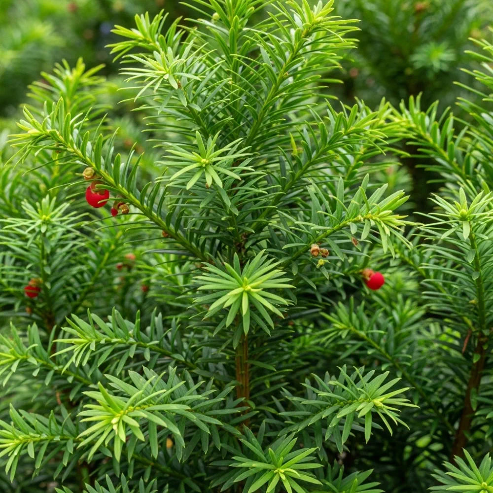 30-45cm Yew Hedging | Taxus baccata | Bare Root